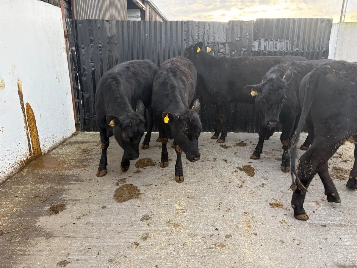 5 super 300 kilo angus heifers for sale - Image 3