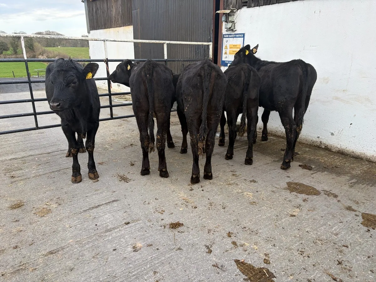 5 super 300 kilo angus heifers for sale - Image 4
