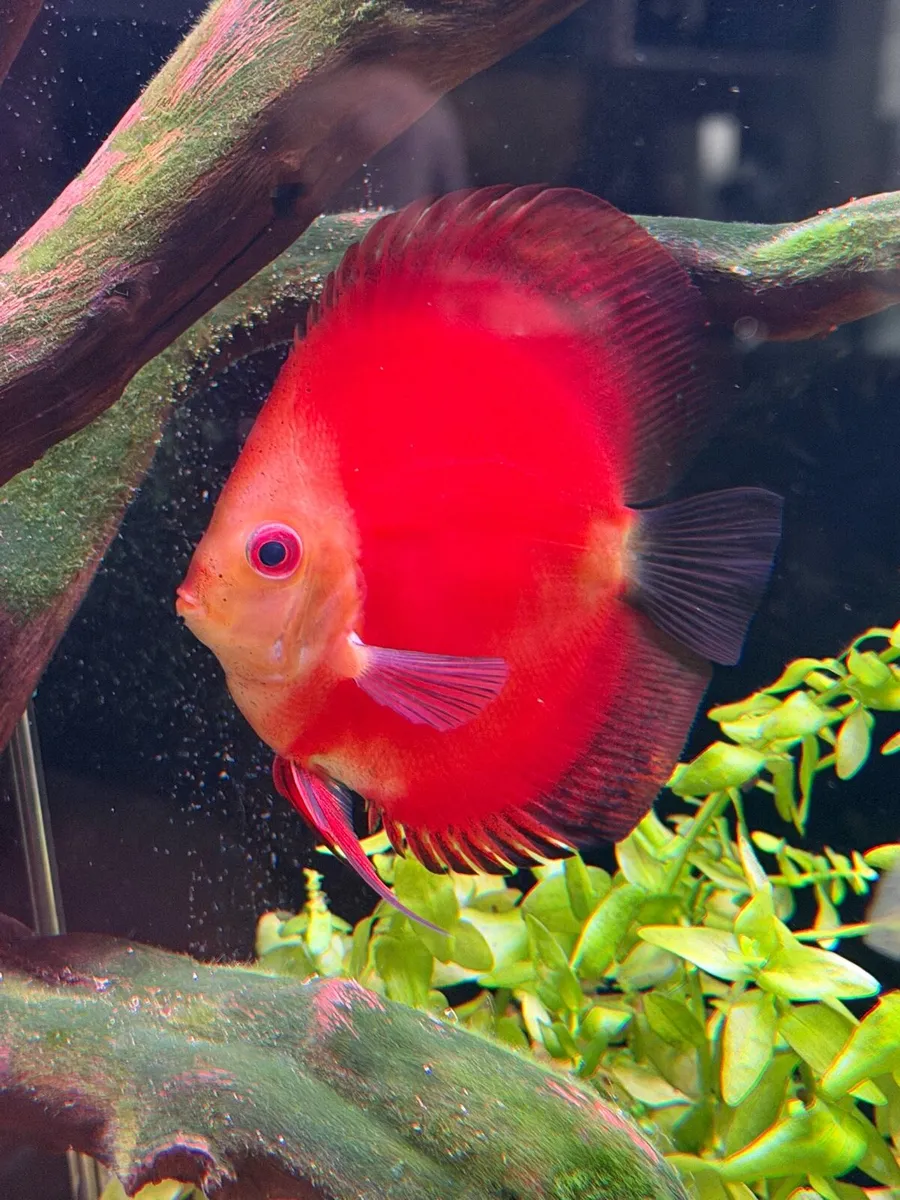 Discus fish - Image 3
