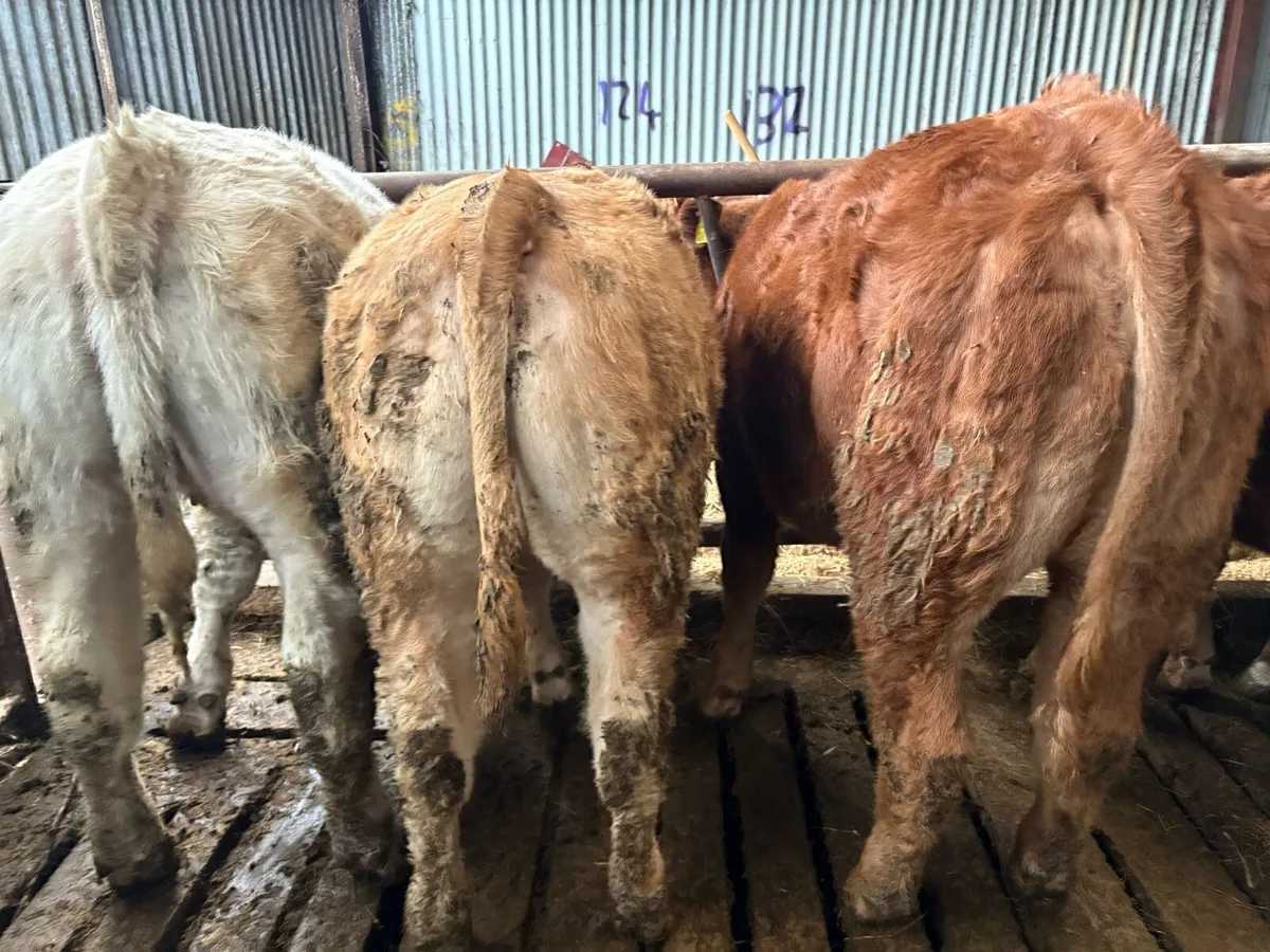 5 Top Quality Weanling Heifers For Sale - Image 2