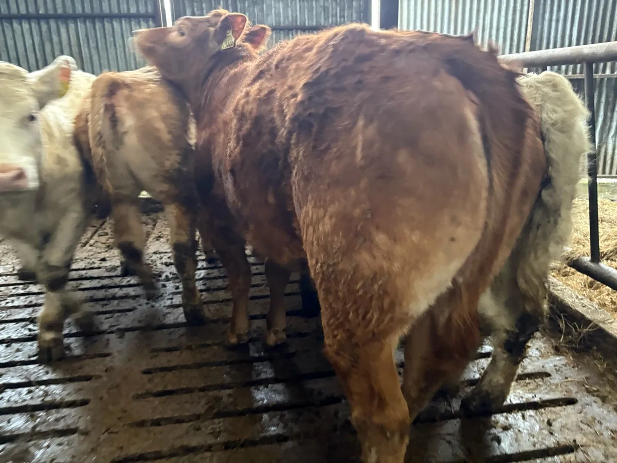 5 Top Quality Weanling Heifers For Sale - Image 3