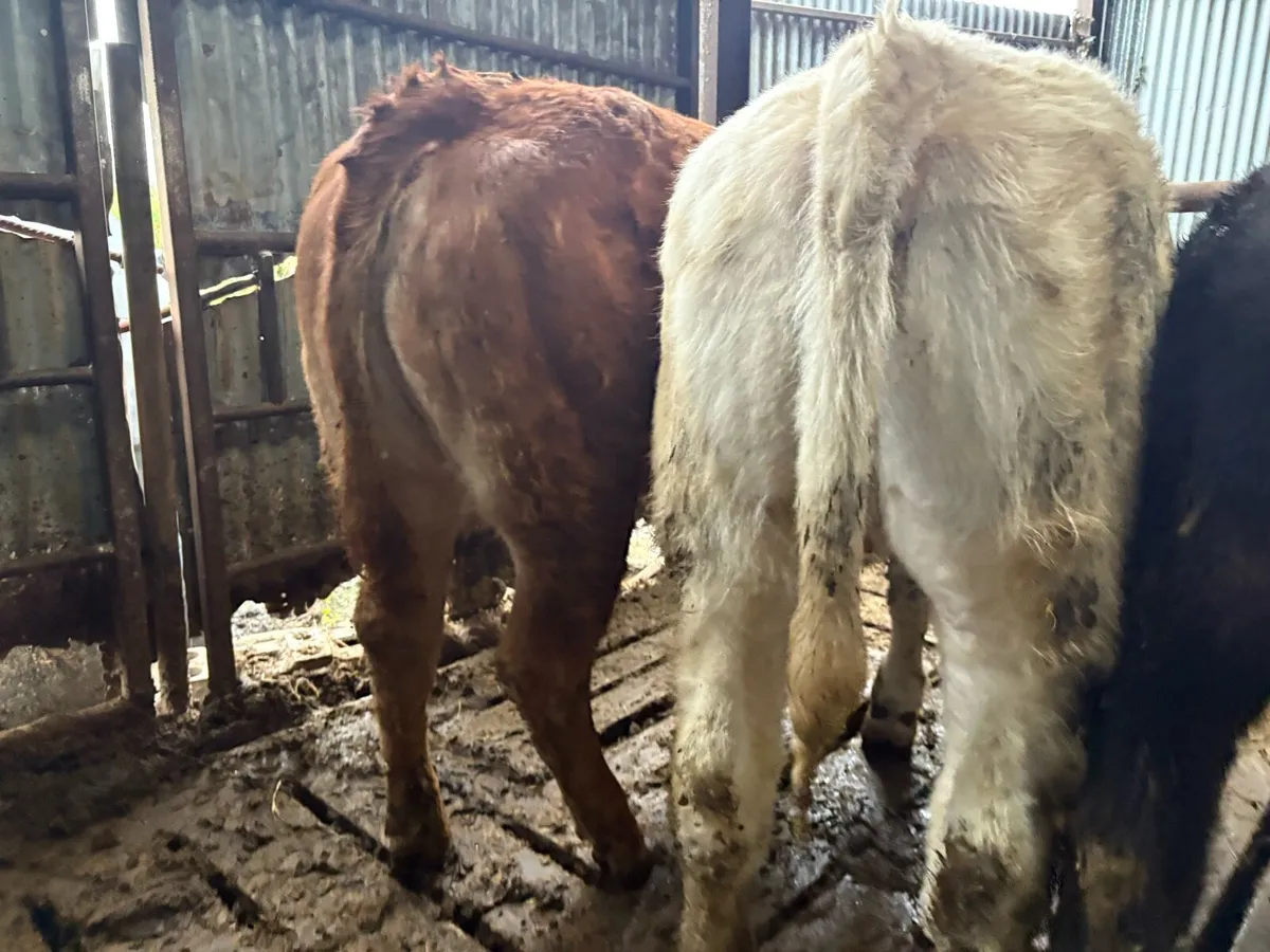 5 Top Quality Weanling Heifers For Sale - Image 4