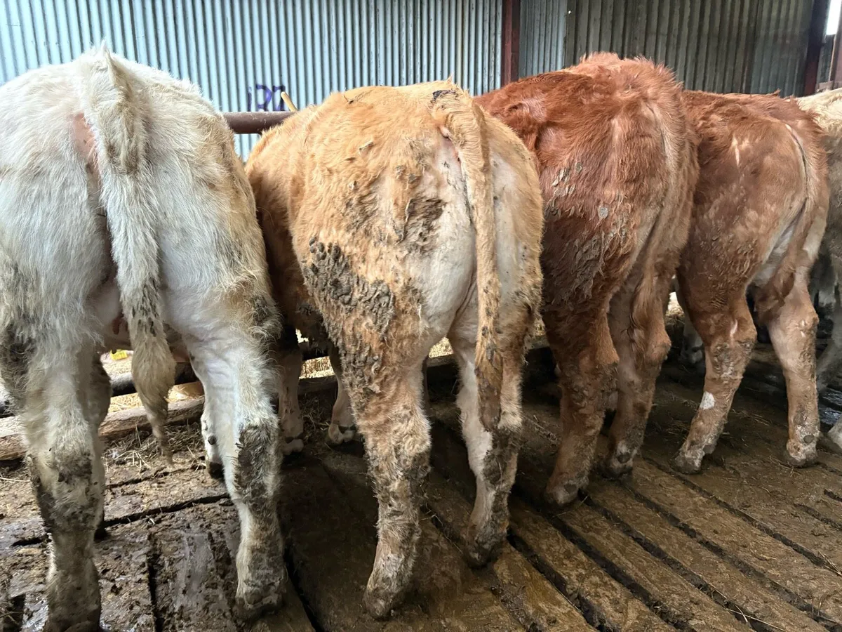 5 Top Quality Weanling Heifers For Sale - Image 1