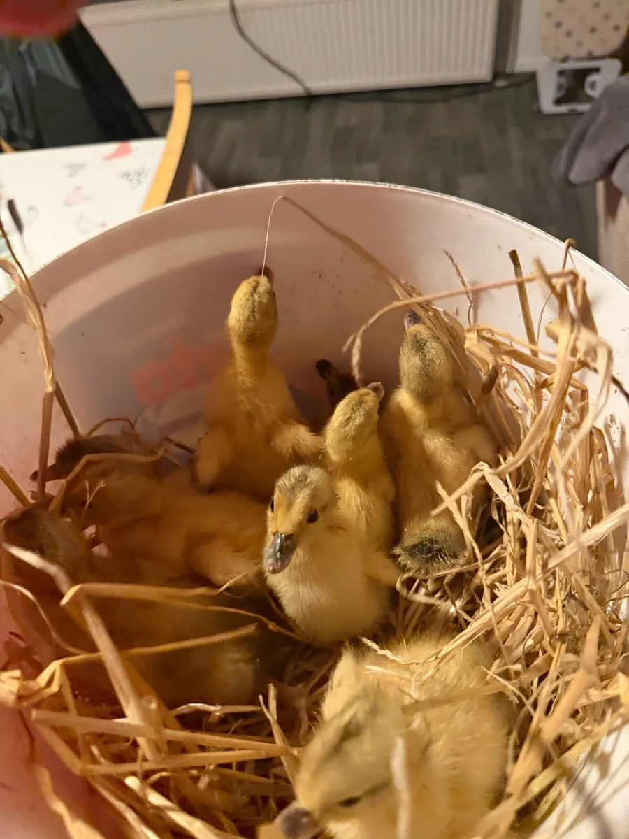 Apple yard Duckling - Image 1