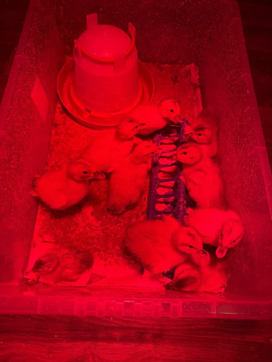 Apple yard Duckling - Image 2