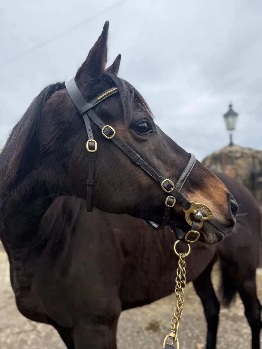 Thoroughbred Mare - Image 1