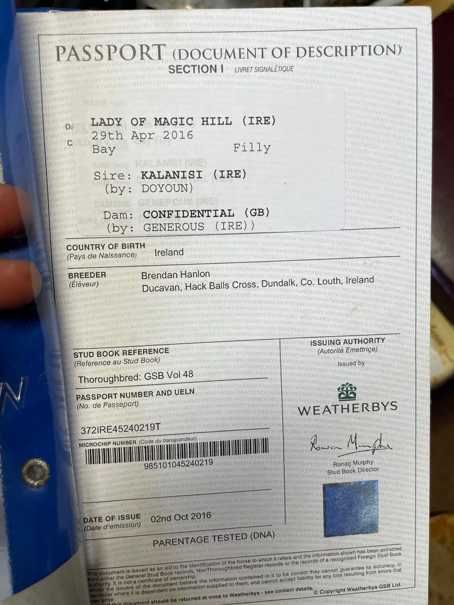 Thoroughbred Mare - Image 2