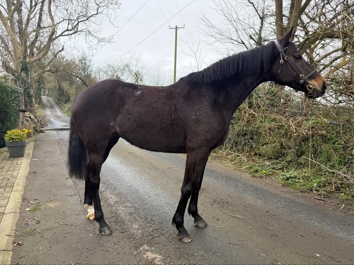 Thoroughbred Mare - Image 4