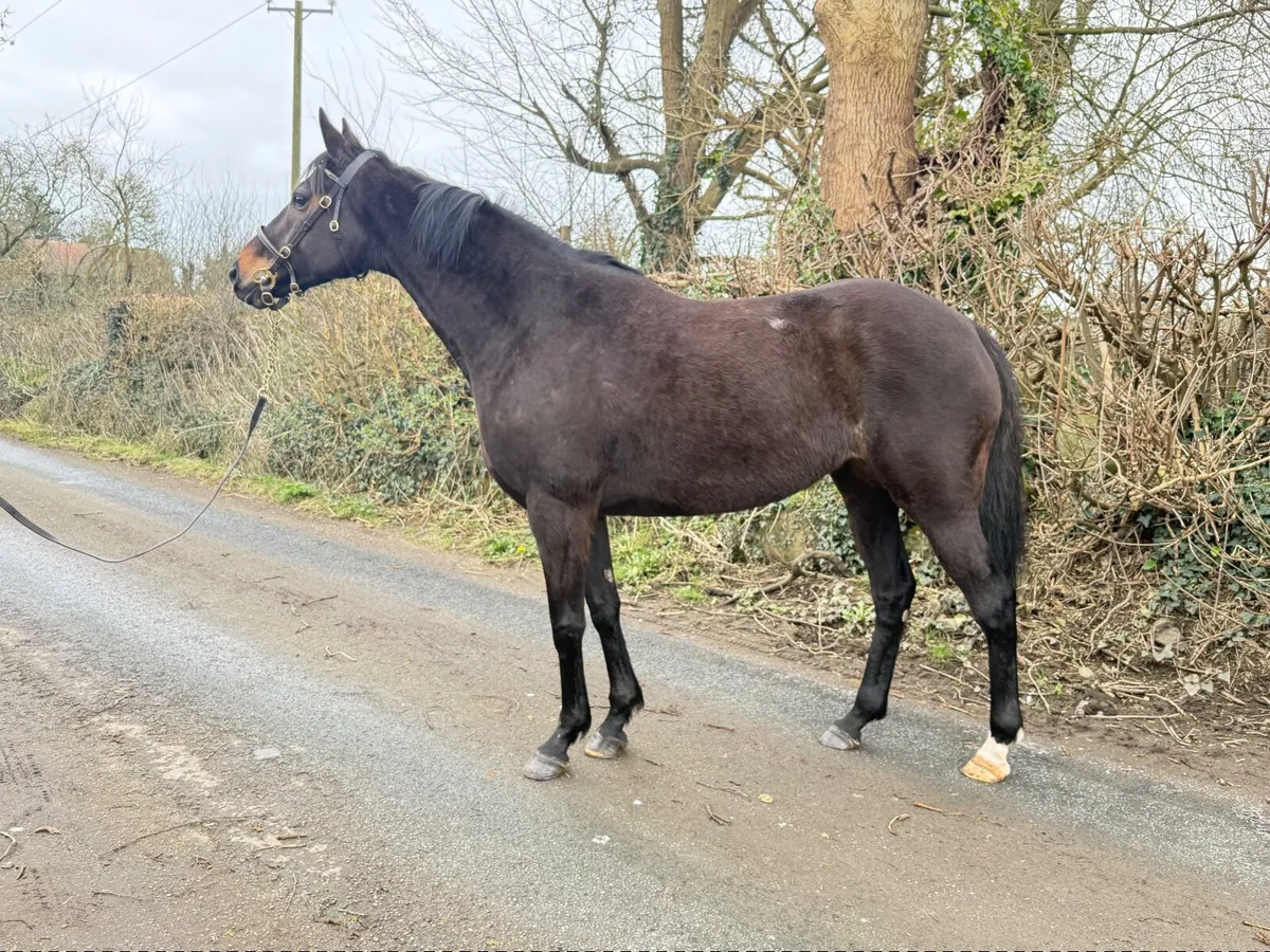 Thoroughbred Mare - Image 3