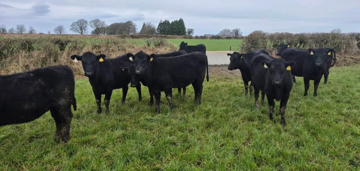 Angus Heifers & Bullocks - Image 4