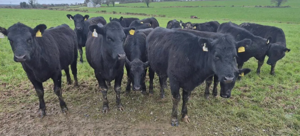 Angus Heifers & Bullocks - Image 2