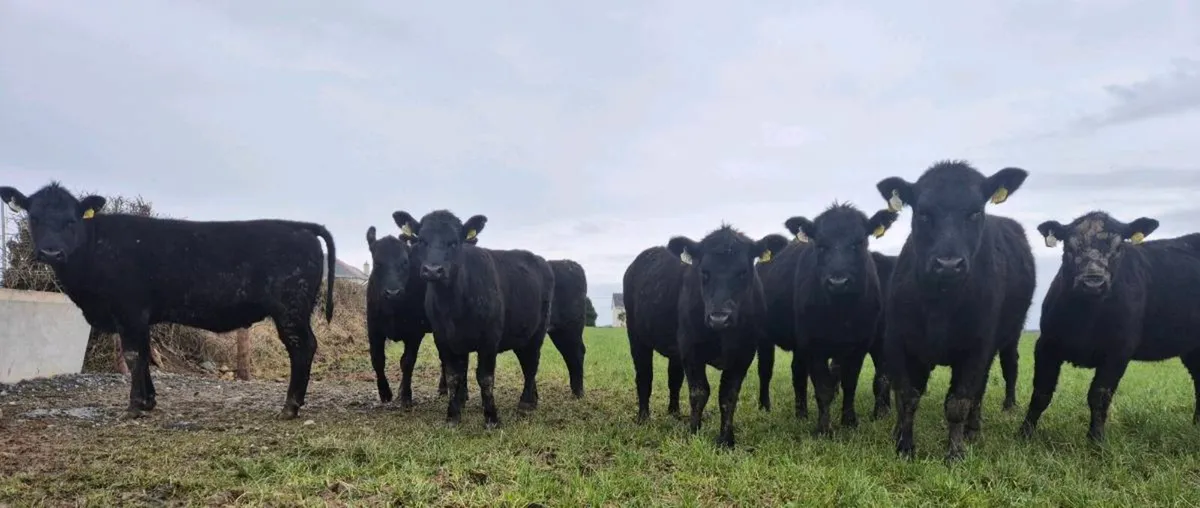 Angus Heifers & Bullocks - Image 3