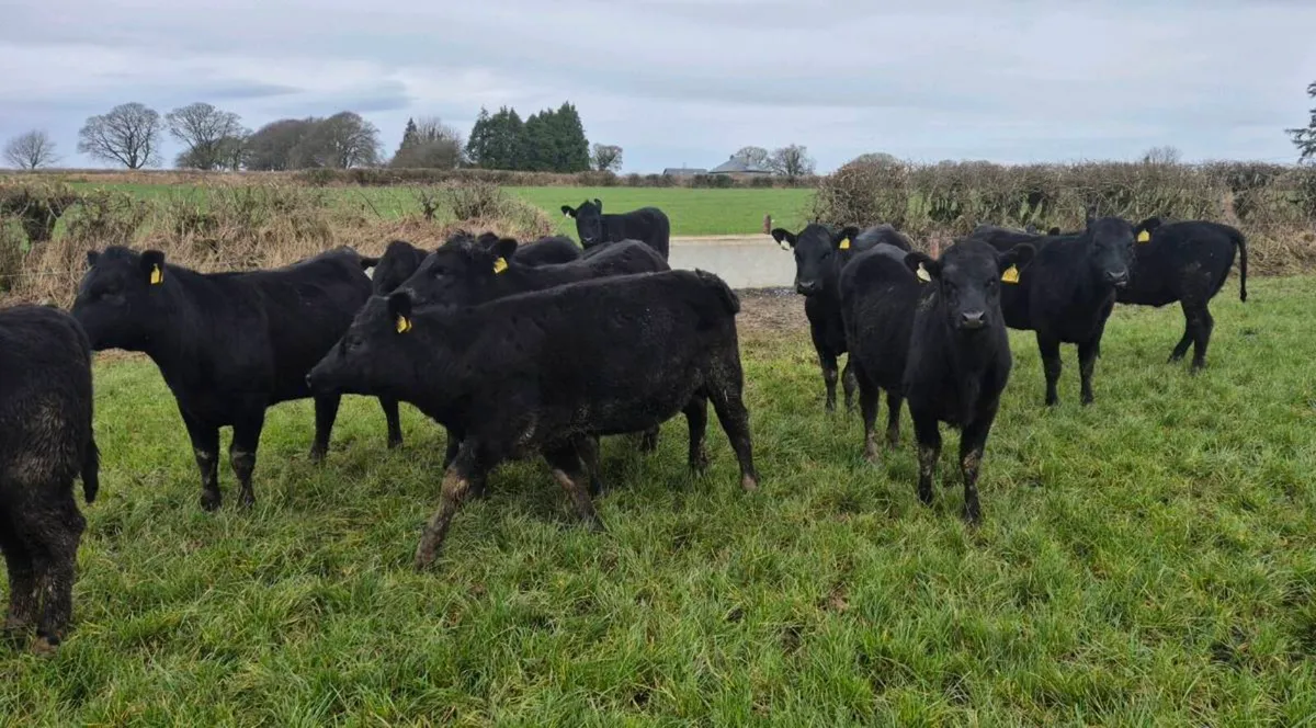 Angus Heifers & Bullocks - Image 1