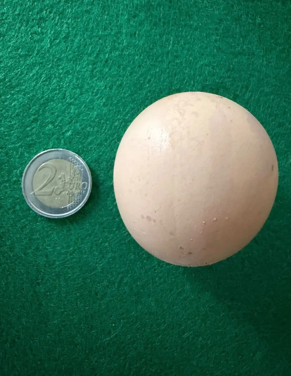 Rare Spherical Hen Egg - Image 1
