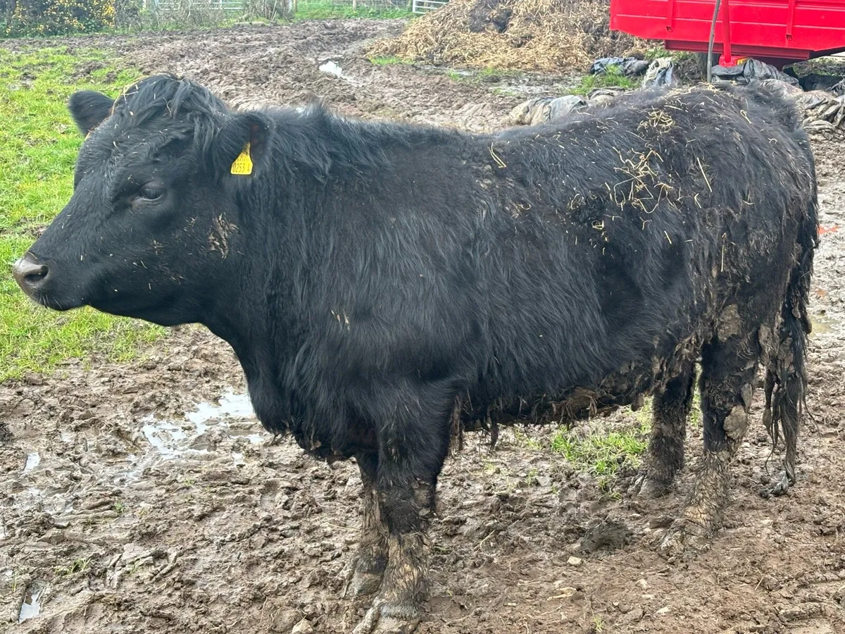 Dexter Cows, Heifers & calves - Image 1