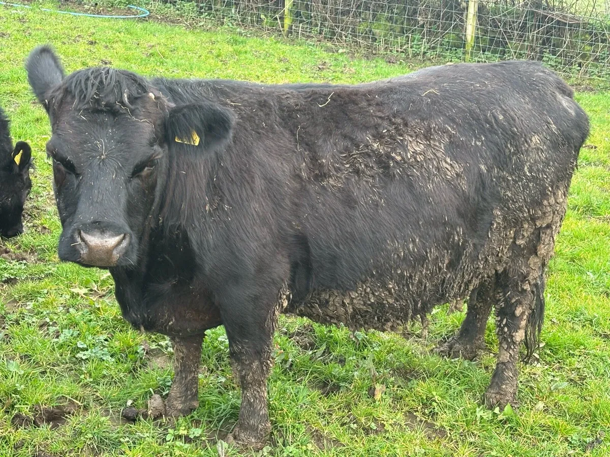 Dexter Cows, Heifers & calves - Image 2