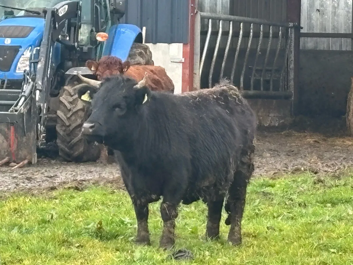 Dexter Cows, Heifers & calves - Image 3