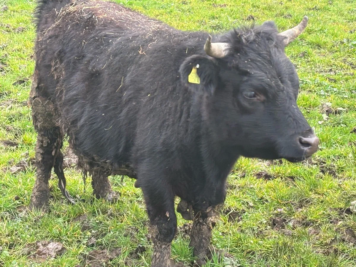 Dexter Cows, Heifers & calves - Image 4