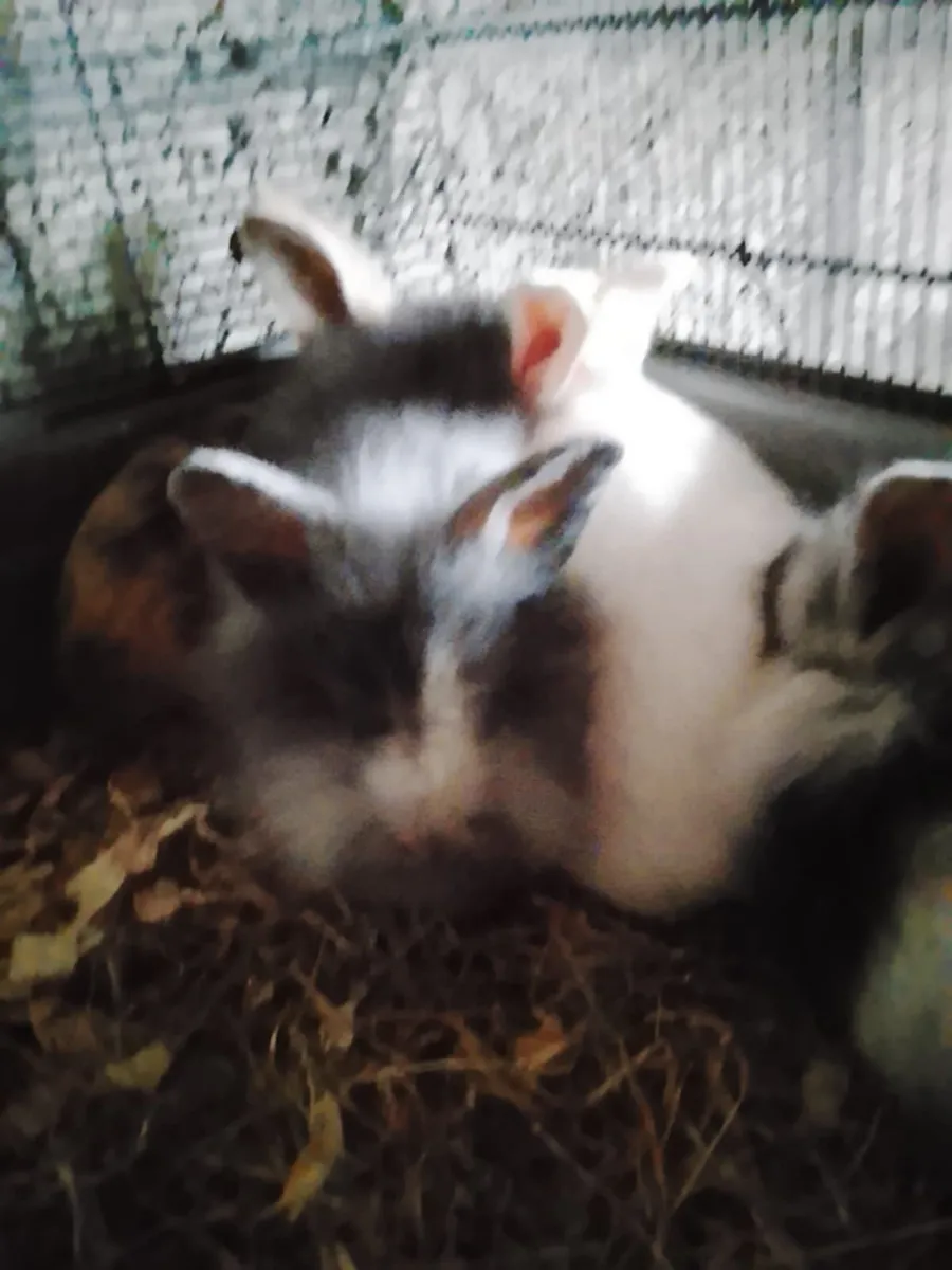 Baby rabbits - Image 1