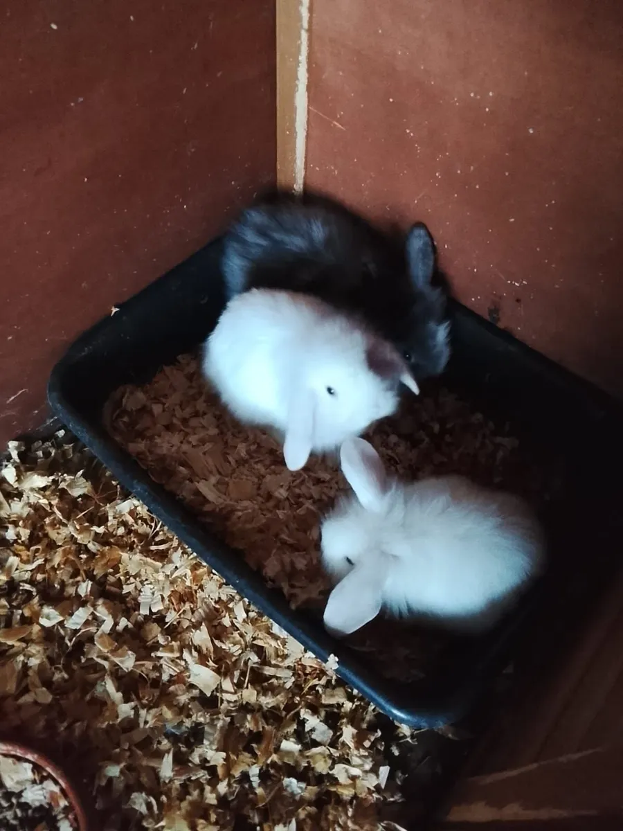 Baby rabbits - Image 2