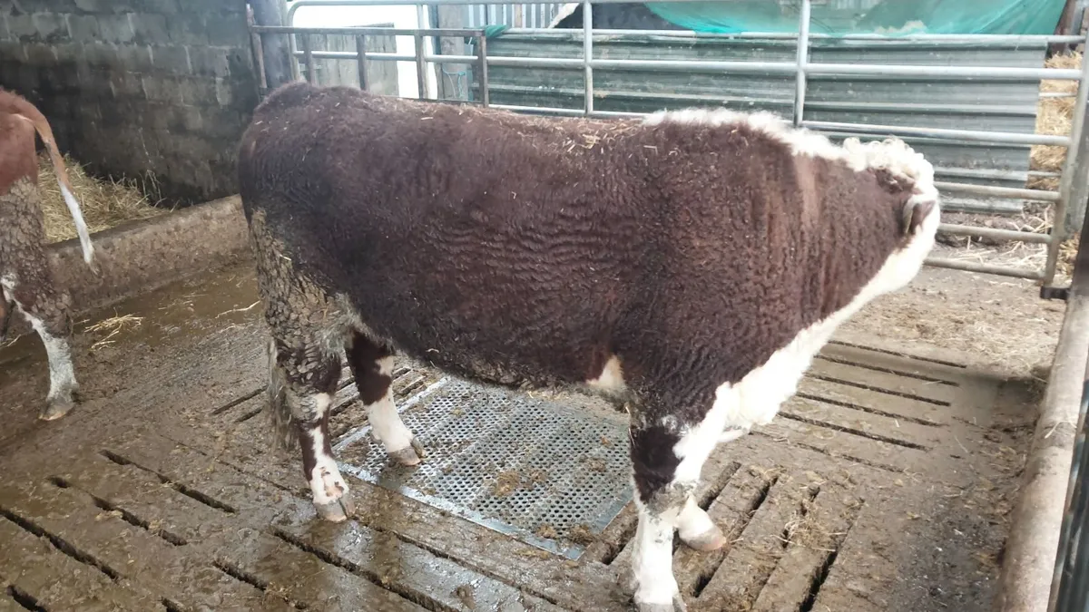 Pedigree Hereford Bull - Image 3