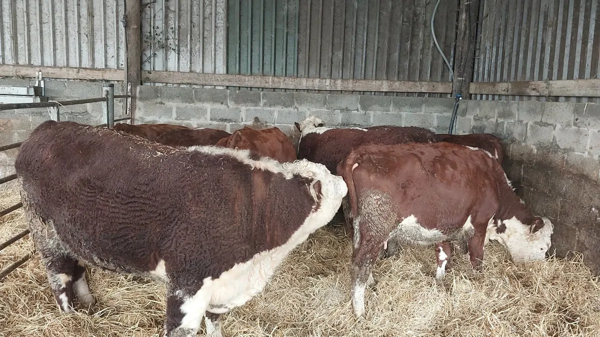 Pedigree Hereford Bull - Image 2