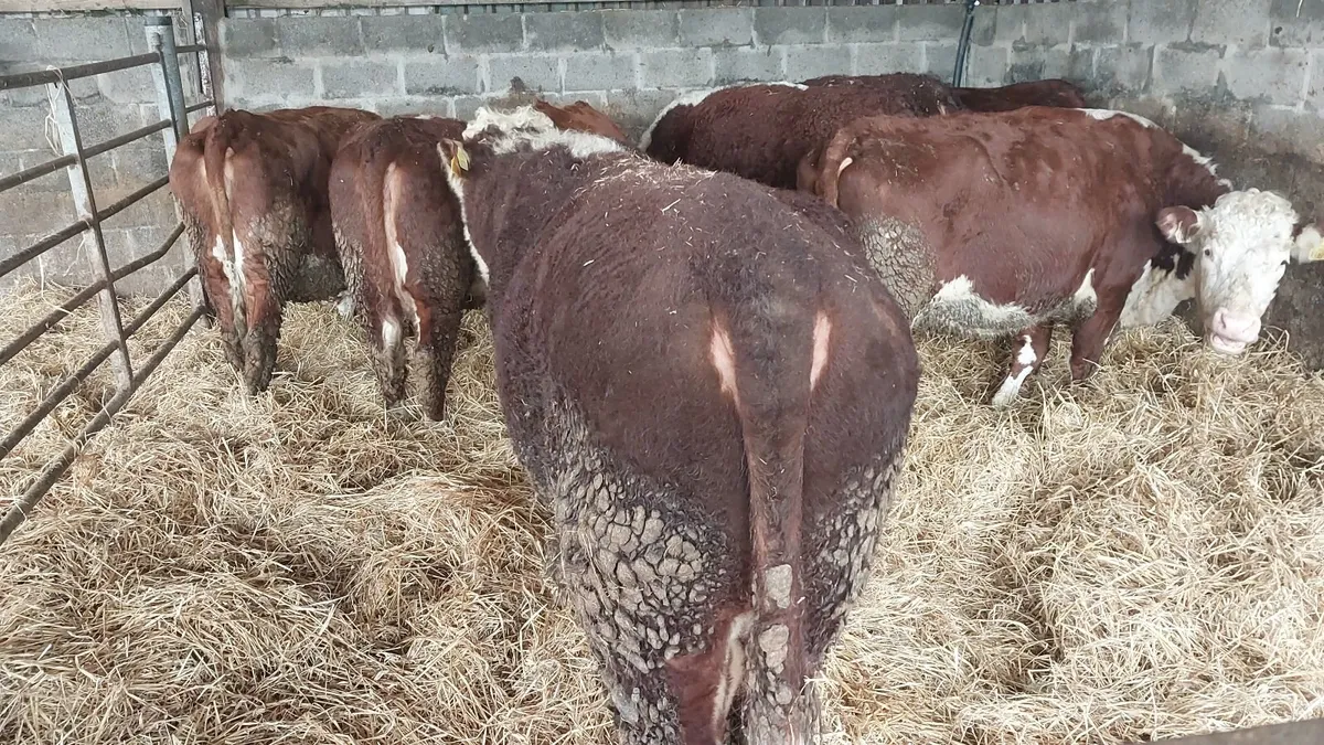 Pedigree Hereford Bull - Image 4