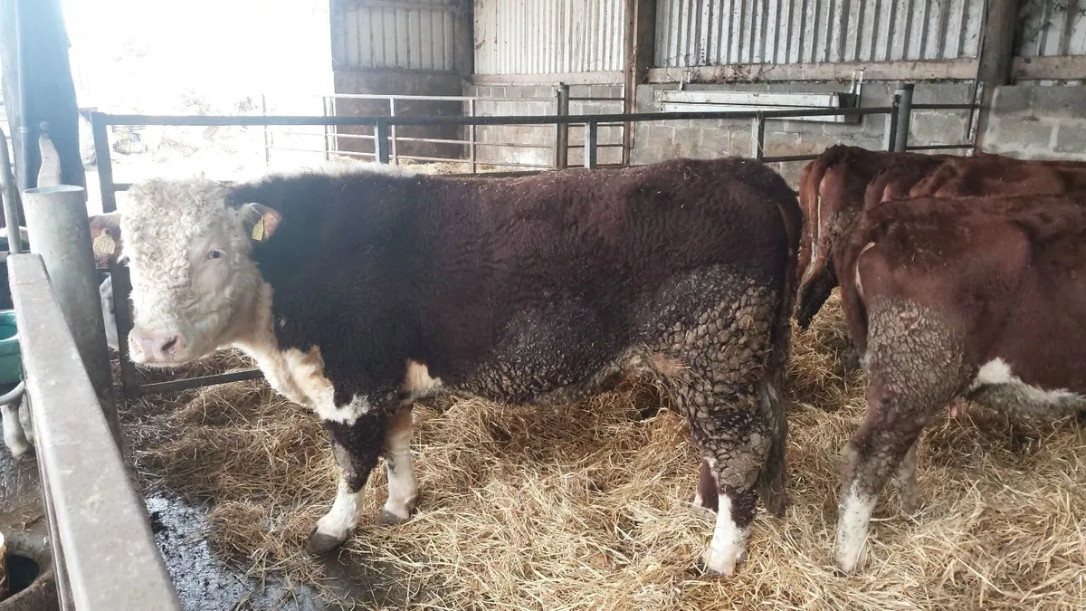 Pedigree Hereford Bull - Image 1