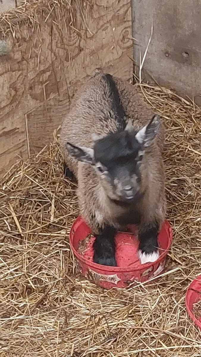 Pygmy kids for sale - Image 2