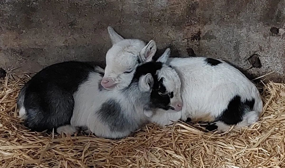 Pygmy kids for sale - Image 1