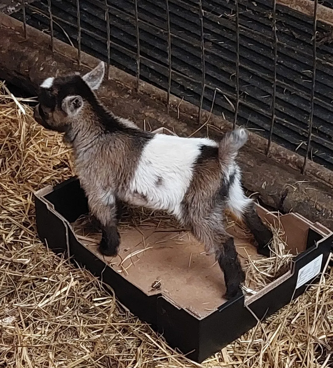 Pygmy kids for sale - Image 3