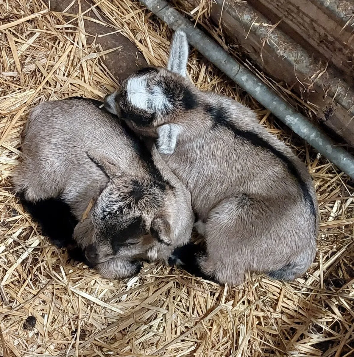 Pygmy kids for sale - Image 4