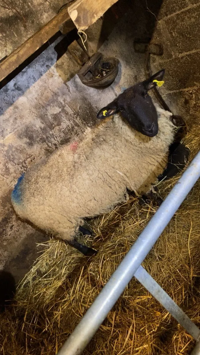 Foster ewe - Image 1