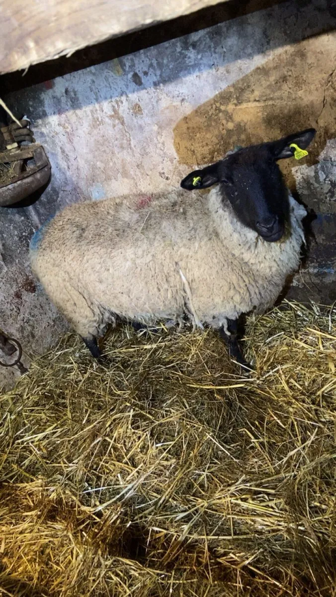 Foster ewe - Image 2