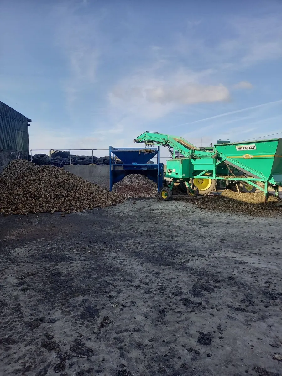 Sugar Beet  or Beet mix - Image 1