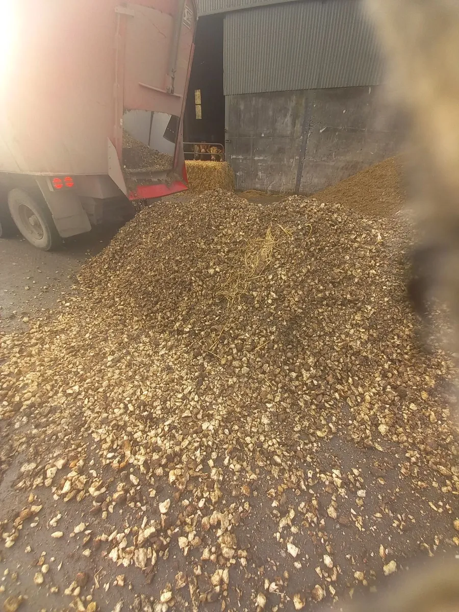 Sugar Beet  or Beet mix - Image 4