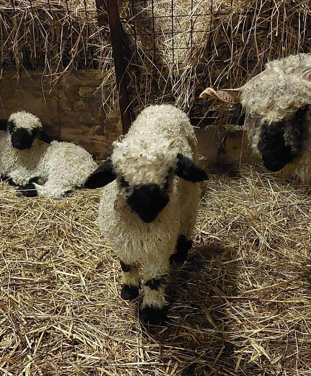 Valais wether lambs - Image 4