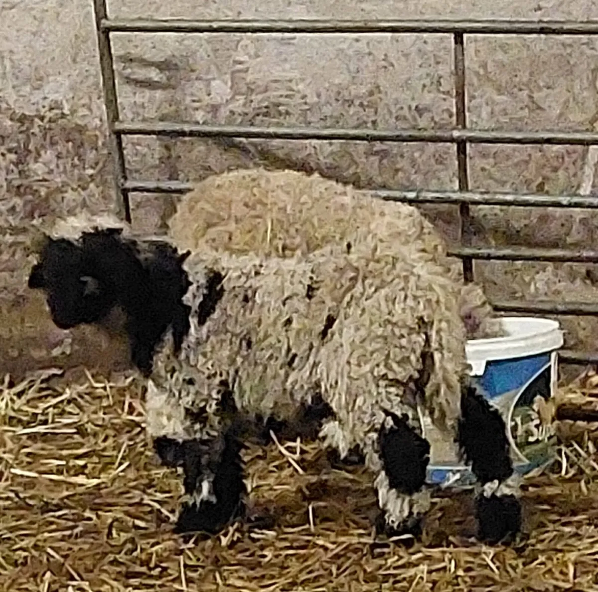 Valais wether lambs - Image 2