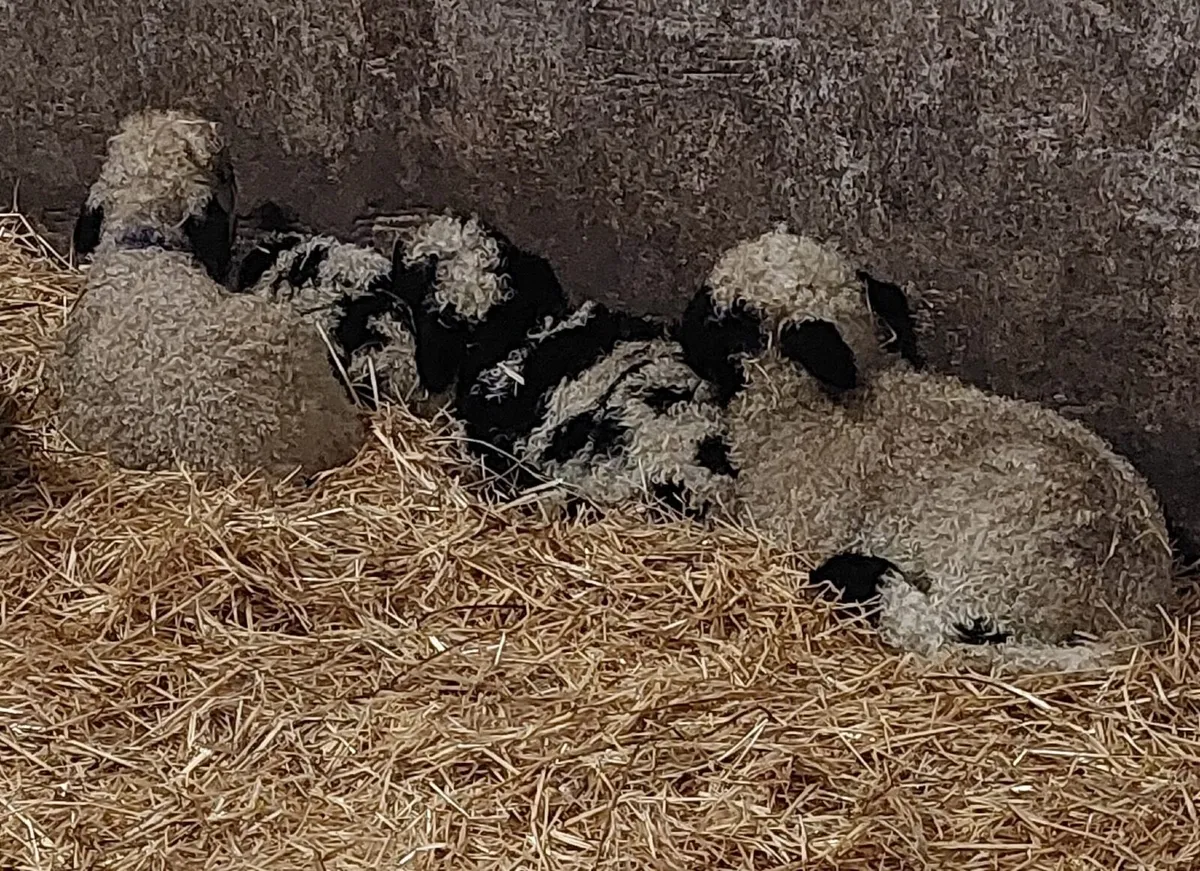 Valais wether lambs - Image 3