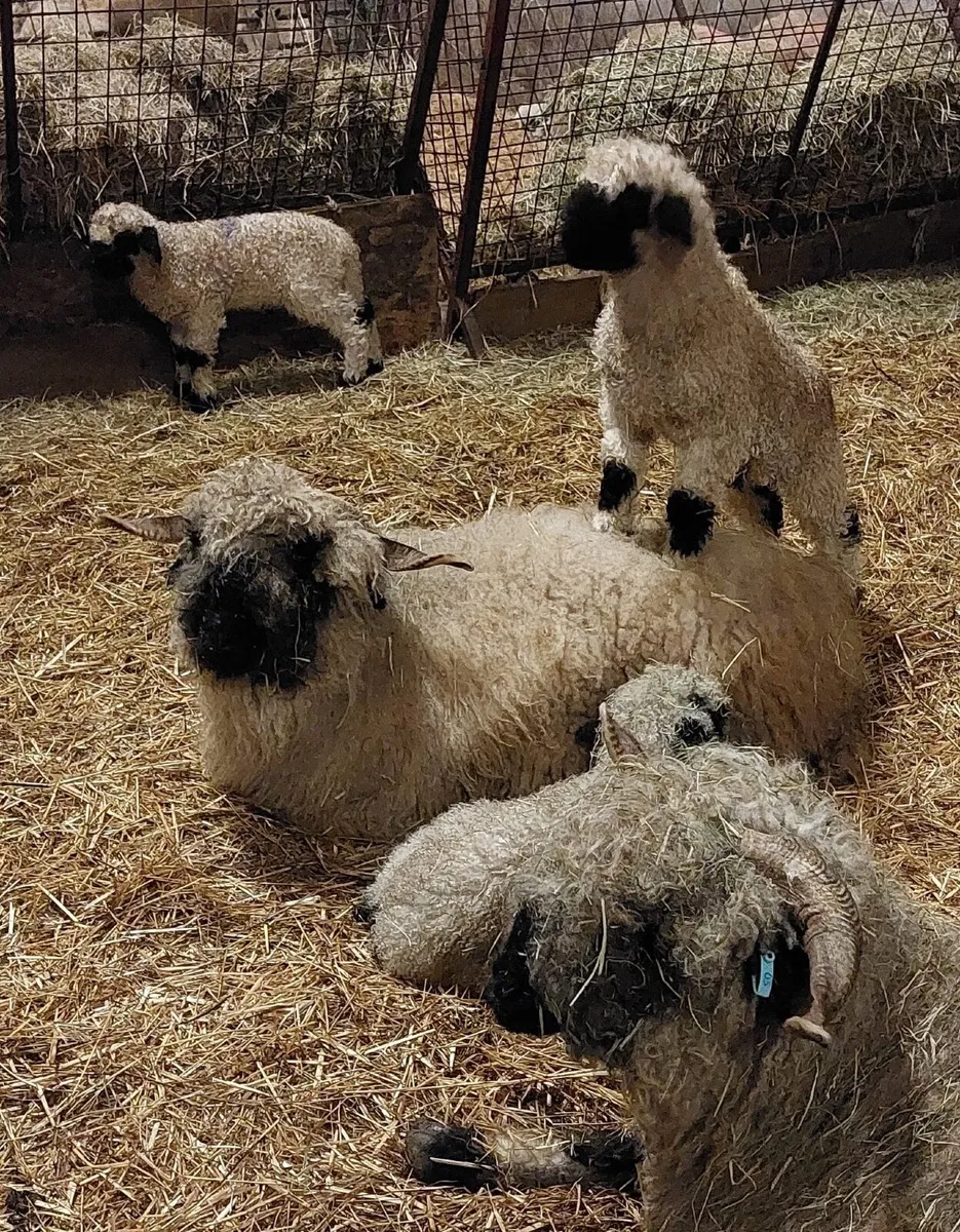 Valais wether lambs - Image 1