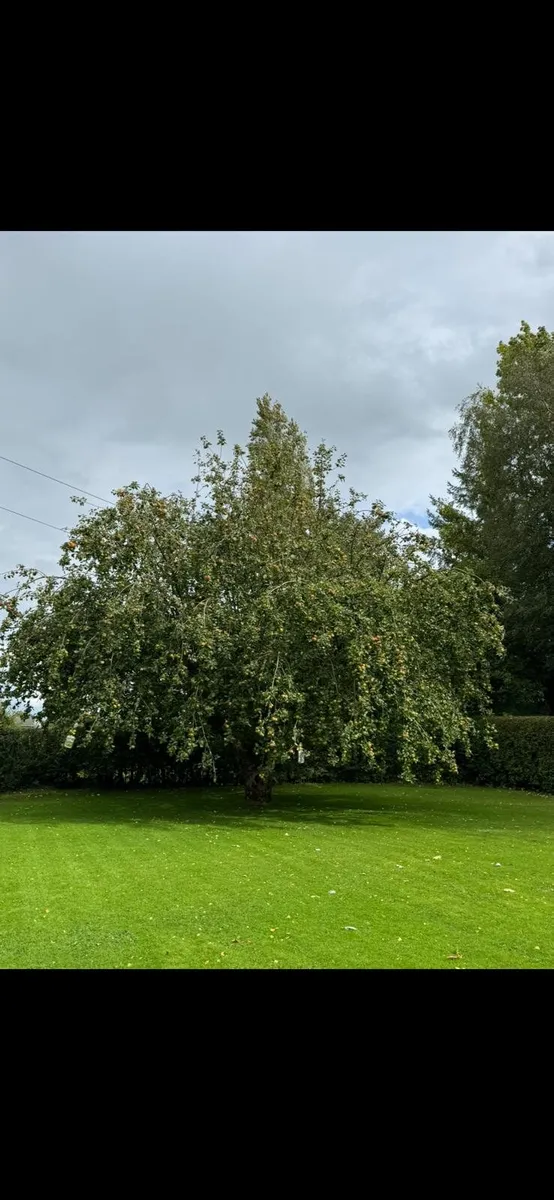 Tree services - Image 1