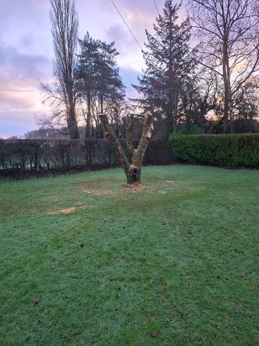 Tree services - Image 2