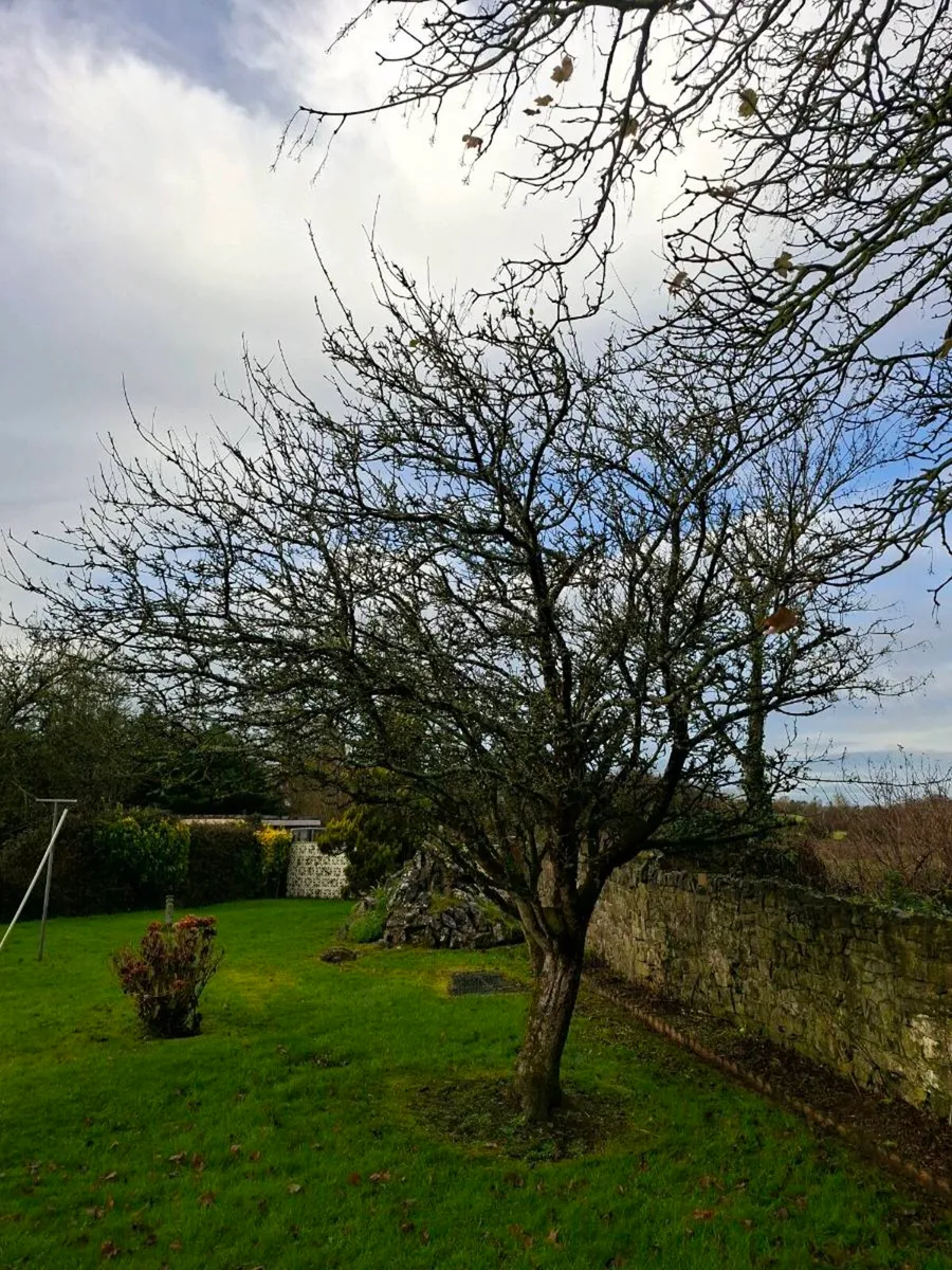 Tree services - Image 3