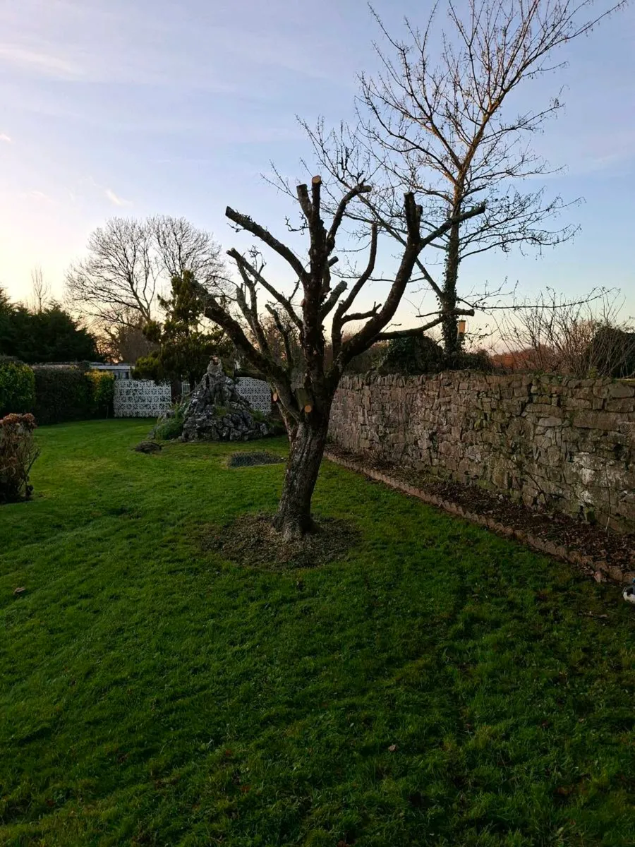 Tree services - Image 4