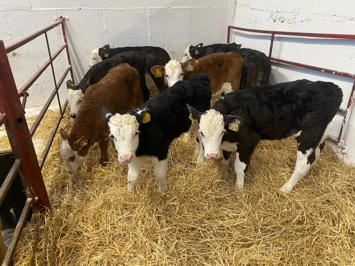 Top Class Hereford Bull Calves - Image 2
