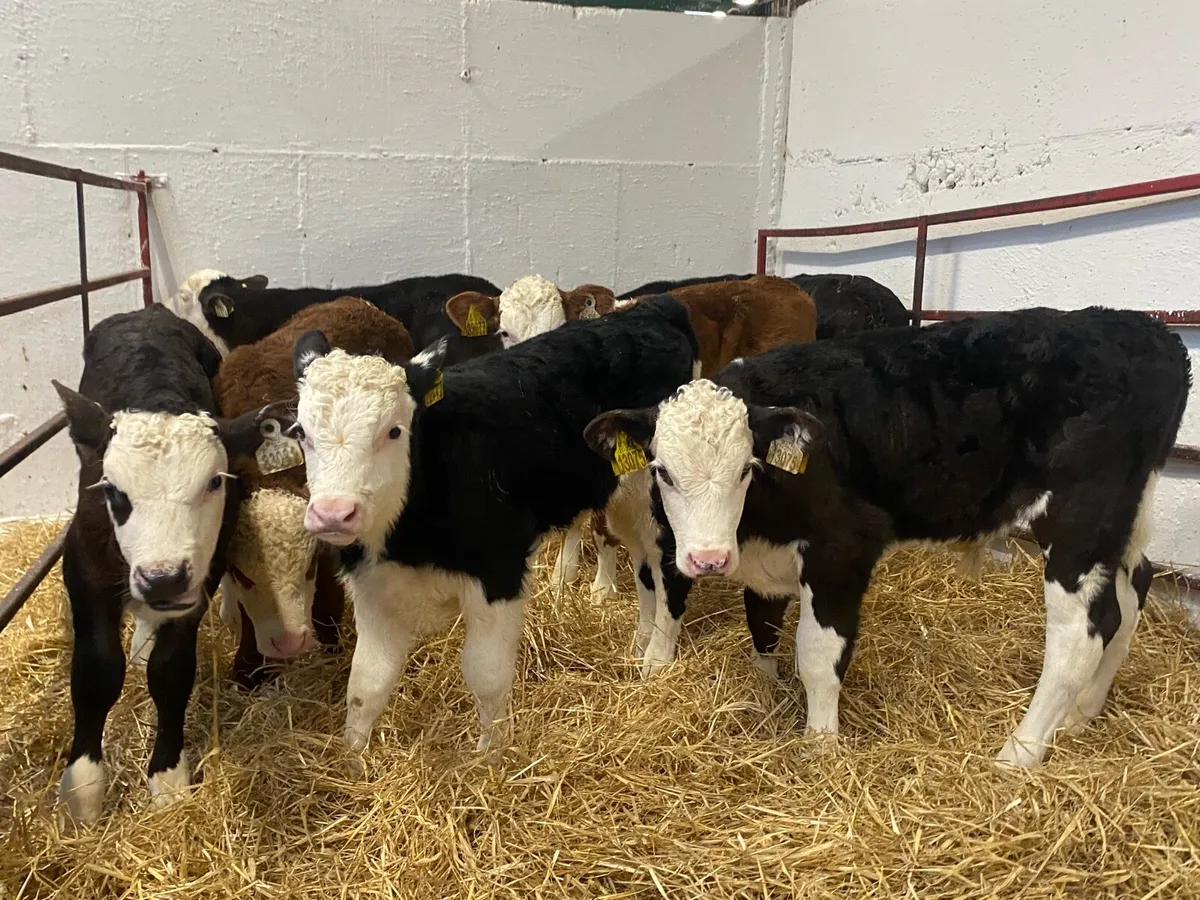 Top Class Hereford Bull Calves - Image 1