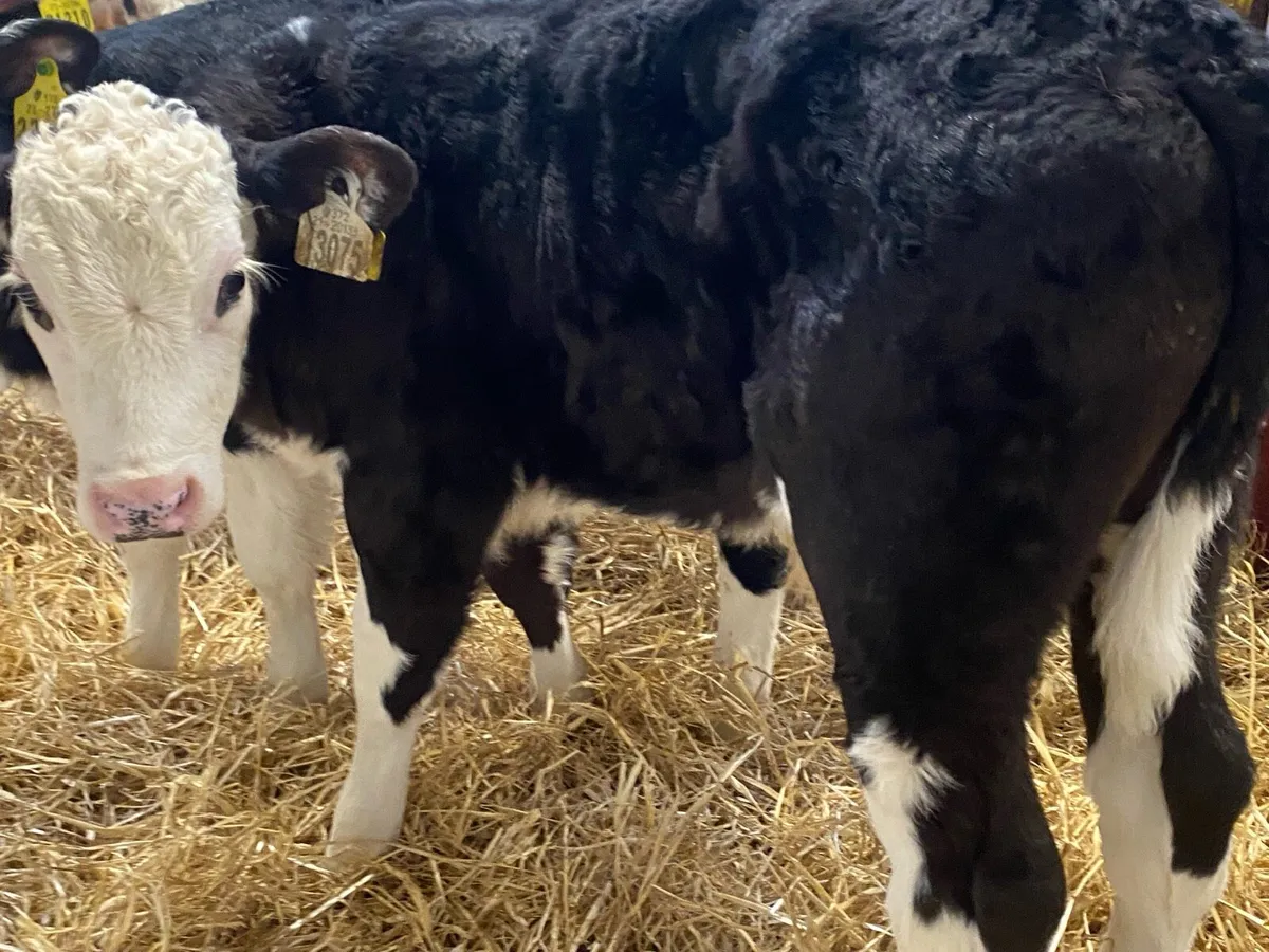 Top Class Hereford Bull Calves - Image 3