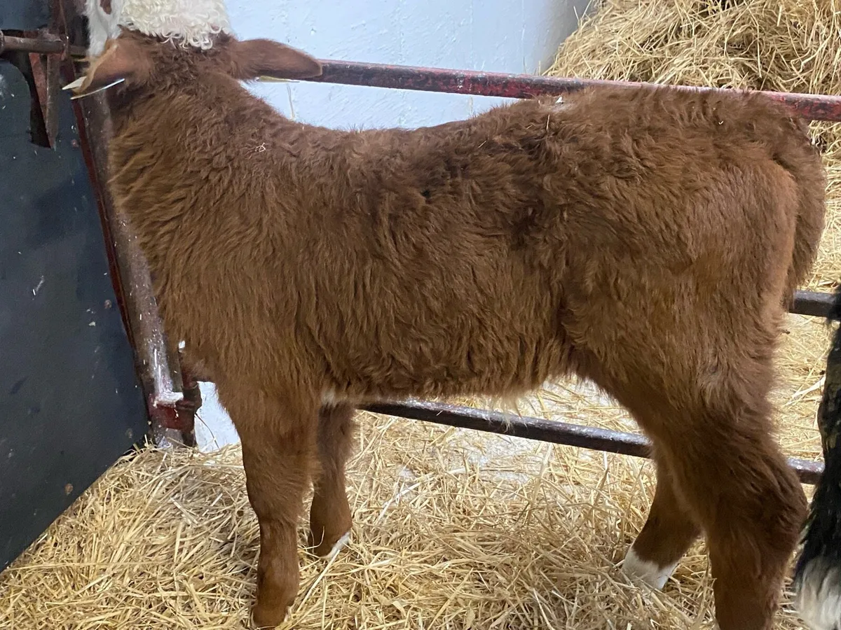 Top Class Hereford Bull Calves - Image 4