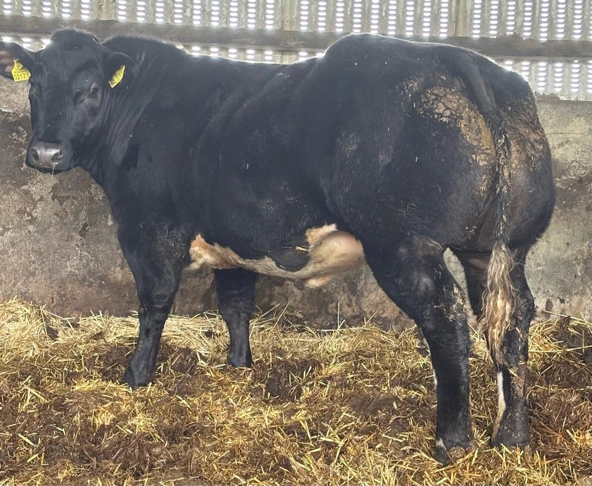 Show heifer - Image 2