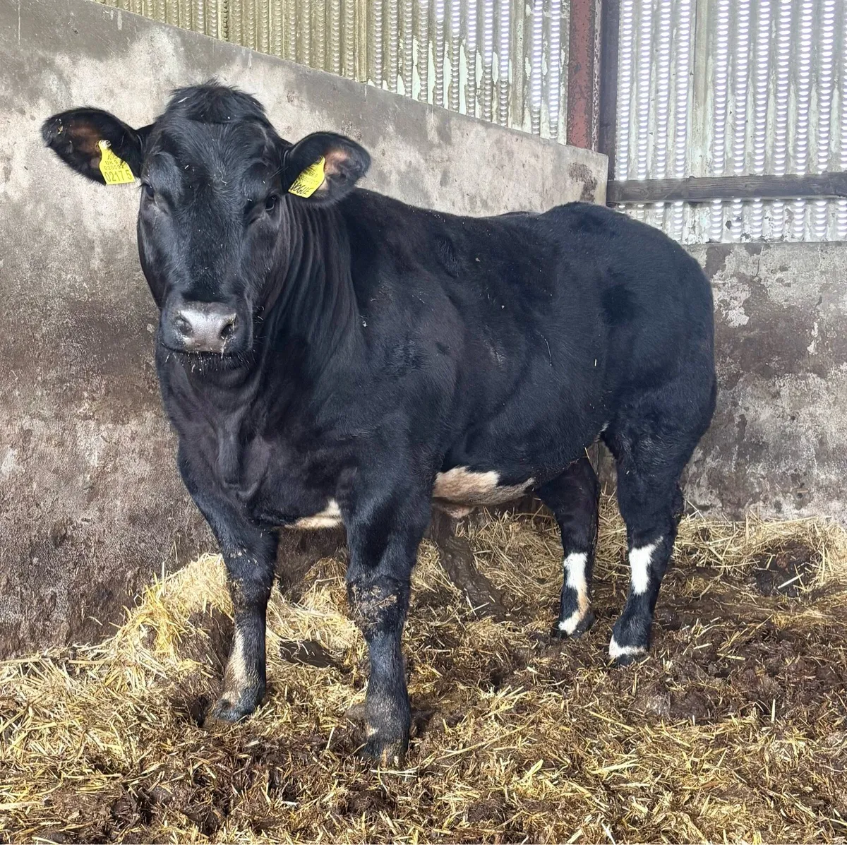 Show heifer - Image 3